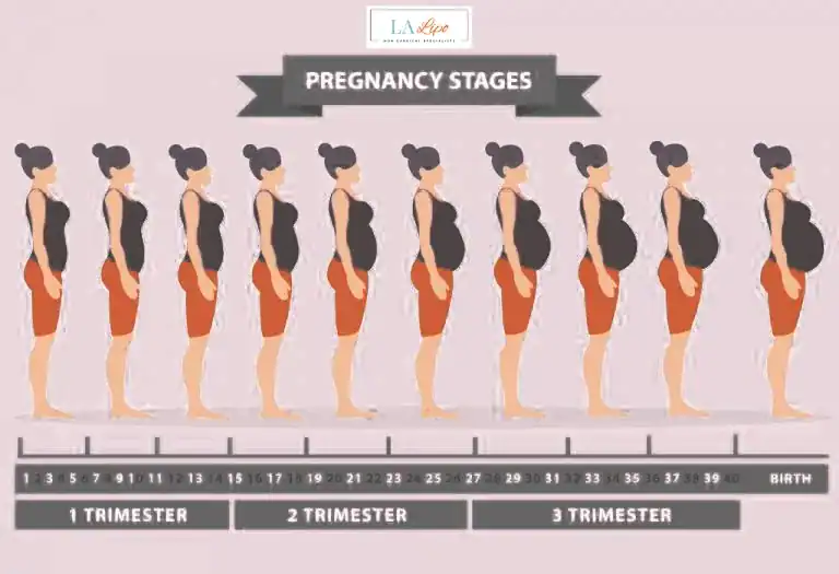 First Trimester (Weeks 1–12): Early Changes You Might Not Notice Harlow